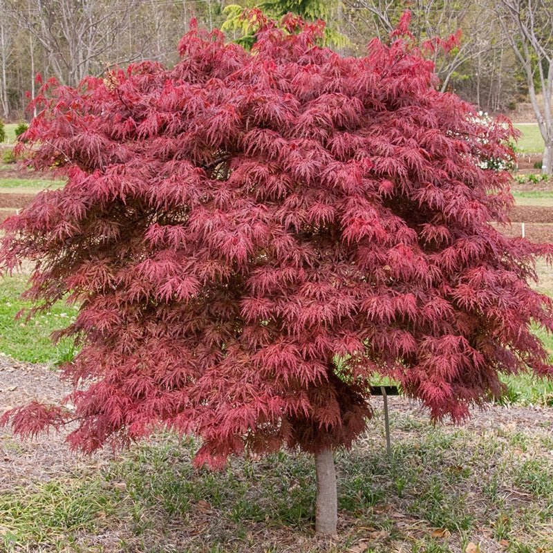 Japanese Maple